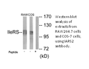 Product image for IARS2 Antibody