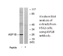 Product image for ASF1B Antibody