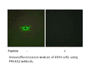 Product image for PRKAG2 Antibody