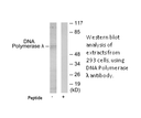 Product image for DNA Polymerase &lambda; Antibody