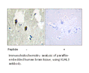 Product image for KLHL3 Antibody