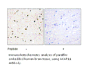 Product image for AKAP11 Antibody