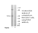Product image for TCFL5 Antibody