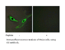 Product image for ICK Antibody
