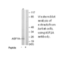 Product image for ASF1A Antibody