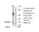 Product image for MOBL3 Antibody