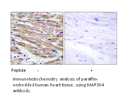 Product image for MAP3K4 Antibody