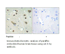 Product image for 14-3-3 &gamma; Antibody