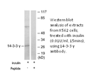 Product image for 14-3-3 &gamma; Antibody
