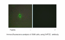 Product image for 5-HT-2C Antibody