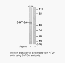 Product image for 5-HT-3A Antibody