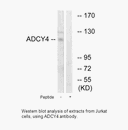 Product image for ADCY4 Antibody
