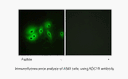 Product image for ADCY8 Antibody