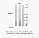 Product image for ARRB1 Antibody