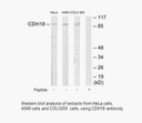 Product image for CDH18 Antibody