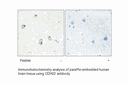 Product image for CDH22 Antibody