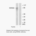 Product image for CDH22 Antibody