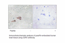 Product image for CDH3 Antibody