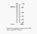 Product image for CDH7 Antibody