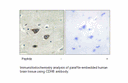 Product image for CDH8 Antibody