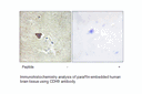 Product image for CDH9 Antibody