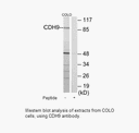 Product image for CDH9 Antibody
