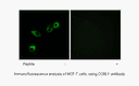 Product image for CCRL1 Antibody