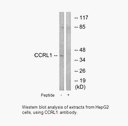 Product image for CCRL1 Antibody