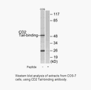 Product image for CD2 Tail-binding Antibody