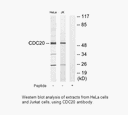 Product image for p55CDC Antibody