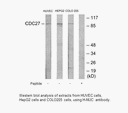 Product image for H-NUC Antibody