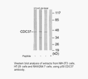 Product image for p50 CDC37 Antibody