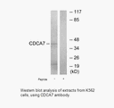 Product image for CDCA7 Antibody