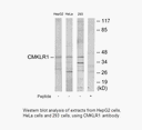Product image for CMKLR1 Antibody
