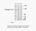 Product image for Collagen I &alpha;2 Antibody