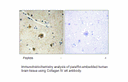 Product image for Collagen IV &alpha;4 Antibody