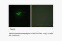 Product image for Collagen XX &alpha;1 Antibody
