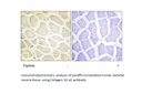 Product image for Collagen XX &alpha;1 Antibody