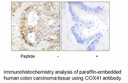 Product image for COX41 Antibody