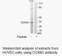 Product image for COX6C Antibody