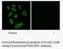 Product image for Cytochrome P450 2W1 Antibody