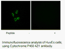 Product image for Cytochrome P450 4Z1 Antibody