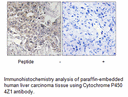 Product image for Cytochrome P450 4Z1 Antibody