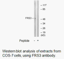 Product image for FRS3 Antibody