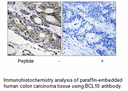 Product image for BCL10 Antibody