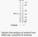 Product image for BCL10 Antibody