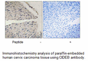 Product image for CIDEB Antibody
