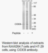 Product image for CIDEB Antibody