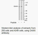 Product image for DAXX Antibody