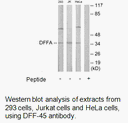 Product image for DFFA Antibody